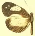 D. z. othoe female