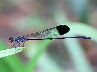 Disparoneura apicalis, male in Kuruvadweep