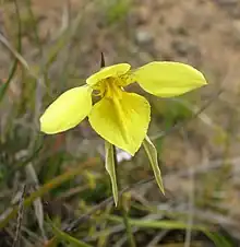 Diuris behrii