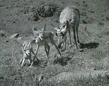 Doe with fawns about an hour old, near Fort Davis, Texas, 1947. Photo by Smithsonian zoologist  Helmut Buechner