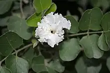 A white flower