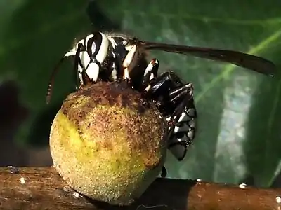 A bald-faced hornet sips nectar from a gall