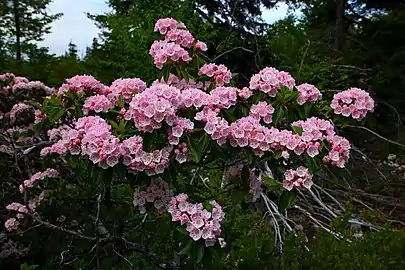 Mountain laurel