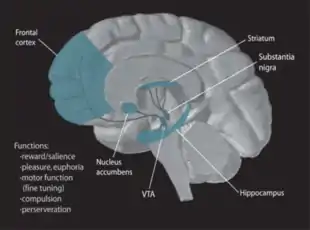 Dopamine Pathways