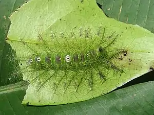 Larva