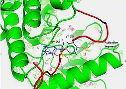 Figure 6. Dots and contacts on pY653 & pY654