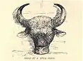 Head of bull bison...236