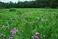 Downy phlox blooming in its natural habitat, in a Wisconsin prairie. (The large-leafed plant is Silphium terebinthinaceum.)