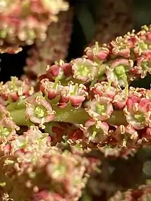 The very small individual flowers