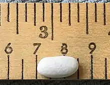 Dried white bean on a ruler showing inches and centimeters; bean is 1.5 centimeters long