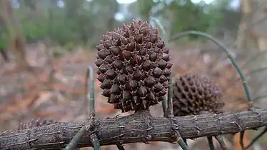 Mature cone