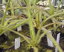 A cluster of black square pots containing plants with long green leaves emerging from a common point just above the moss-covered soil. Some leaves are fully extended while others are in the process of uncurling. Each leaf is covered with many tentacles, which emerge from the upper leaf surface as a thin stalk supporting a larger bulbous maroon gland, surrounded by a drop of clear liquid.