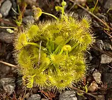 Drosera foliosa (Drosera peltata var. foliosa) growing in George Town, Tasmania, Australia