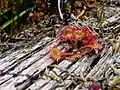 Growing in a rotting log in Oregon