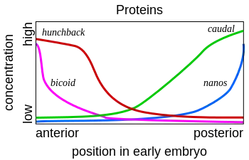 Image 5Gene product distributions along the long axis of the early embryo of a fruit fly (from Evolutionary developmental biology)