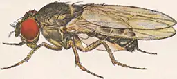 Image 30Male Drosophila pseudoobscura (from Speciation)