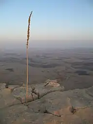 Dry Drimia maritima (Urginea maritima) at the northern edge of the makhtesh