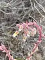 Detail of one of the terminal branches on the inflorescence.