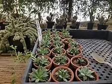 The straight species of Dudleya gnoma produced from tissue culture at Tree of Life Nursery.