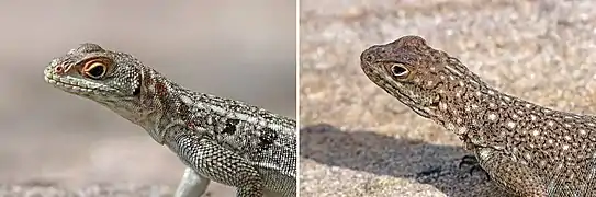 specimens from Anja Community Reserve (left), and near Isalo National Park (right)