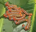 Larvae - last instar