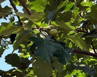 Ripening acorns