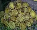 D. kutejensis fruit, sold at roadside market in Muara Lawa, Kutai Barat, East Kalimantan, Indonesia