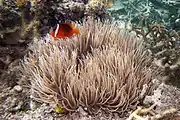 A. barberi (Barber's anemonefish)