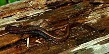 Dwarf salamander (Eurycea [quadridigitata] paludicola) Polk Co. TX (April 2009)