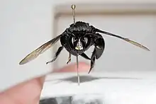 The face of a large orchid bee faces the camera