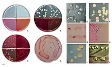 E. coli colonies