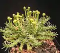 Euphorbia flanaganii