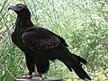 Wedge-tailed eagle