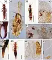 Various earwigs; 43 is Doru luteipes, 44 is spermatheca of D. luteipes, 45 is spermatheca of D. lineare