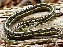 Eastern Ribbon Snake