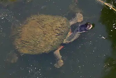 Covered in algae, Victoria, Australia