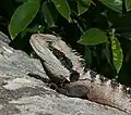 Head detail of the eastern subspecies