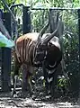 Eastern bongo