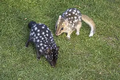 black and fawn morphs