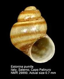 Empty spiral Eatonina pumila snail shell, it is yellow with orange stripes spiraling around the shell