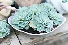 Image 34Echeveria glauca in a Connecticut greenhouse. Botany uses Latin names for identification; here, the specific name glauca means blue. (from Botany)