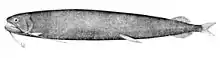 Echiostoma barbatum