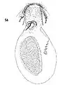 Female genitalia