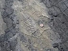 An Ediacaran fossil found at Mistaken Point, a coin for size comparison