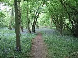 Edolph's Copse