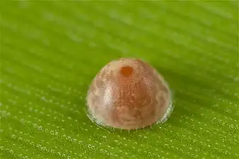 Egg