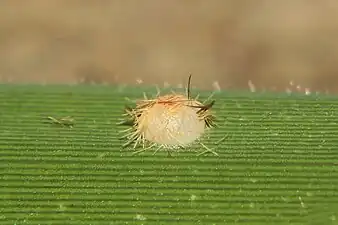 Egg