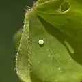 Egg