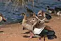 Egyptian geese in Gauteng, South Africa