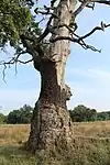 Eventually, through disease, lightning strike or old age, oaks begin to decay and die, leaving precious habitat for a variety of species.